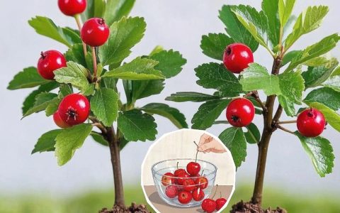 对于新手种植山楂，优先选择嫁接苗，尤其是选用“大金星”或“大五棱”品种的嫁接苗，嫁接口愈合良好、根系发达且苗龄1-2年的成品苗，定植后第3年即可挂果，第6年进入盛果期。