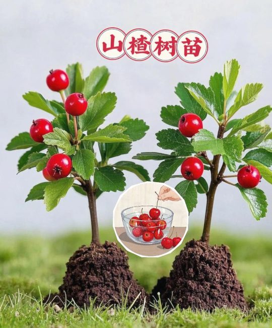 对于新手种植山楂，优先选择嫁接苗，尤其是选用“大金星”或“大五棱”品种的嫁接苗，嫁接口愈合良好、根系发达且苗龄1-2年的成品苗，定植后第3年即可挂果，第6年进入盛果期。