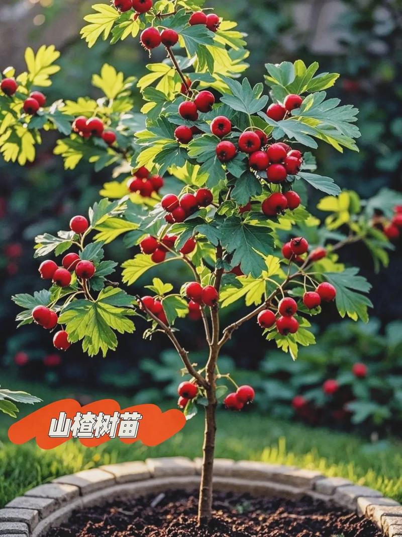 对于新手种植山楂,优先选择嫁接苗,尤其是选用“大金星”或“大五棱”品种的嫁接苗,嫁接口愈合良好、根系发达且苗龄1-2年的成品苗,定植后第3年即可挂果,第6年进入盛果期。 采购质量判断:遵循“一看嫁接口、二看根系、三看苗龄”黄金顺序