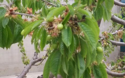 樱桃树几年能结果？从定植到盛果期的全周期管理指南