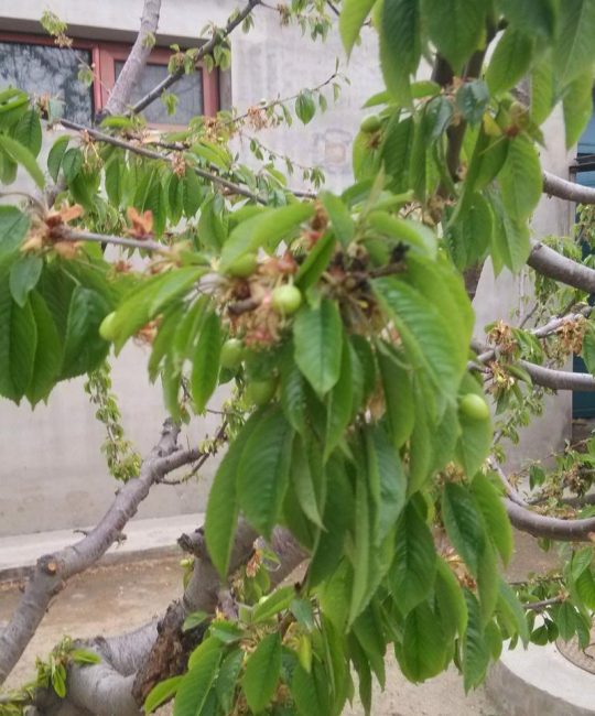 樱桃树几年能结果？从定植到盛果期的全周期管理指南
