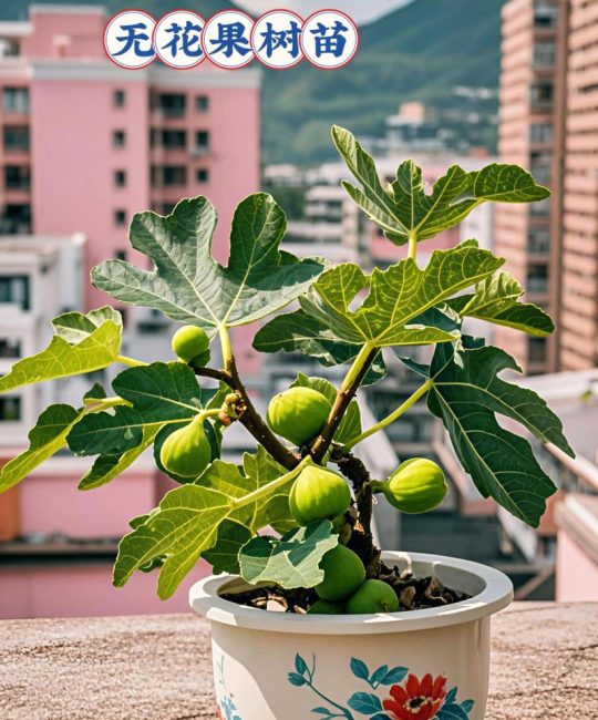 无花果树栽培与种植管理全指南