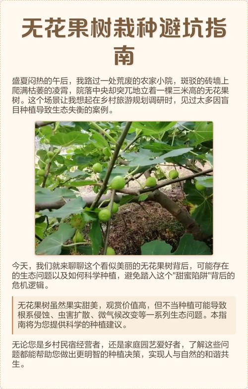 无花果树栽培与种植管理全指南 成活注意事项