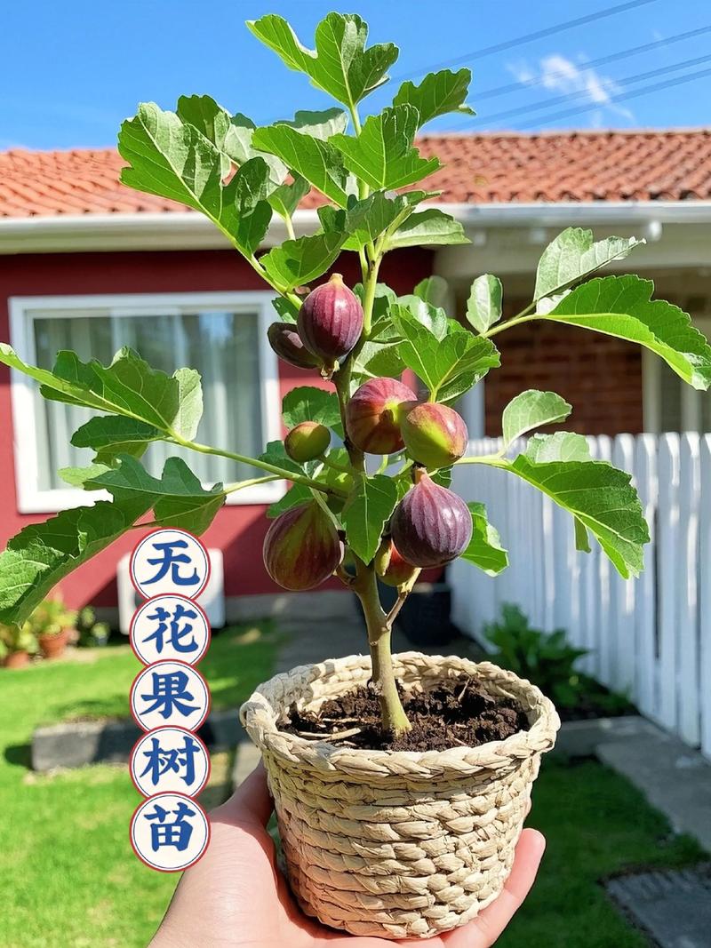 无花果树栽培与种植管理全指南 浇定根水实操