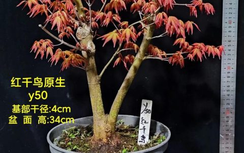 枫叶树家庭养殖全攻略：从浇水到越冬的养护指南