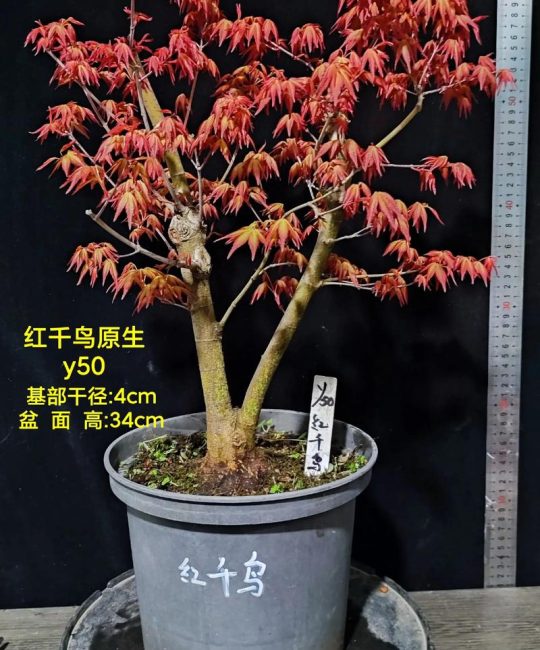 枫叶树家庭养殖全攻略：从浇水到越冬的养护指南