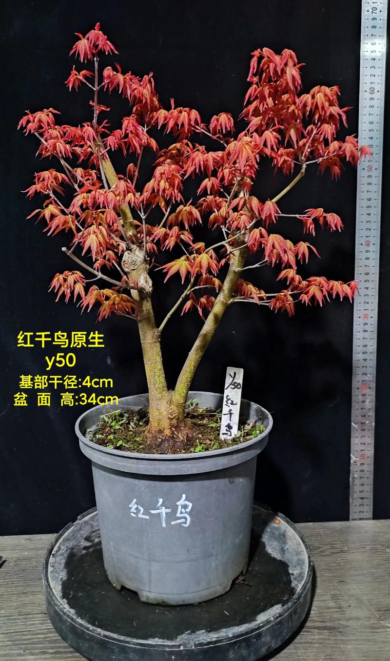 枫叶树家庭养殖全攻略:从浇水到越冬的养护指南 枫叶树家庭养殖全攻略:从浇水到越冬的养护指南