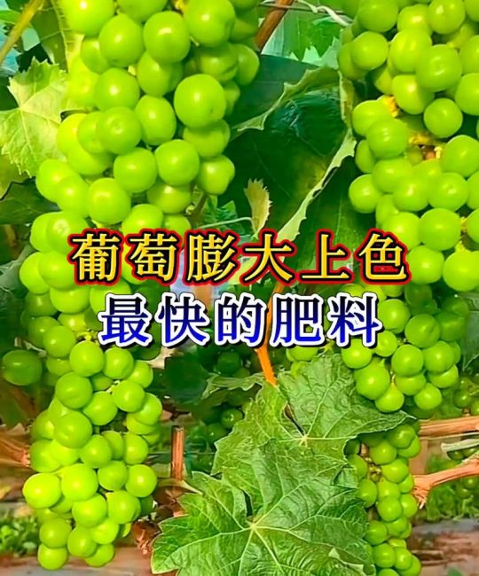葡萄树施什么肥料最好？家庭葡萄种植全攻略