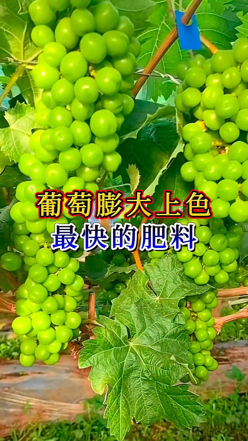 葡萄树施什么肥料最好？家庭葡萄种植全攻略