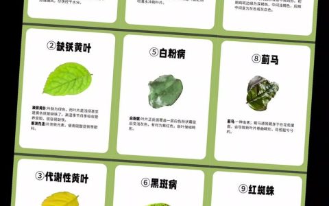 月季花常见病虫害有哪些？家庭养护防治全指南