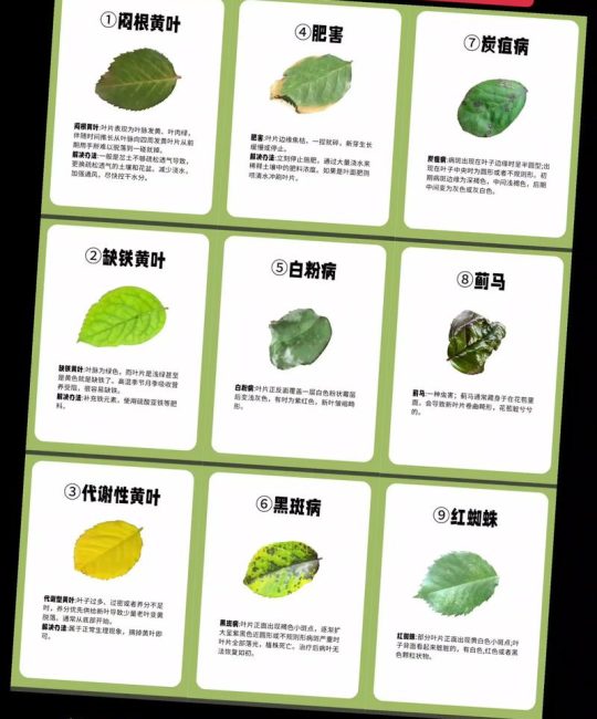 月季花常见病虫害有哪些？家庭养护防治全指南