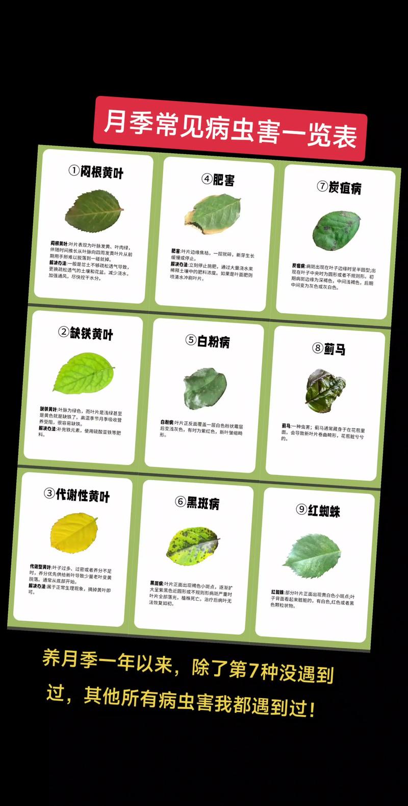 月季花常见病虫害有哪些?家庭养护防治全指南 月季花常见病虫害有哪些?家庭养护防治全指南