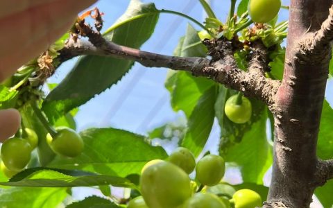 樱桃几年开花结果？嫁接苗与实生苗定植后结果年限详解