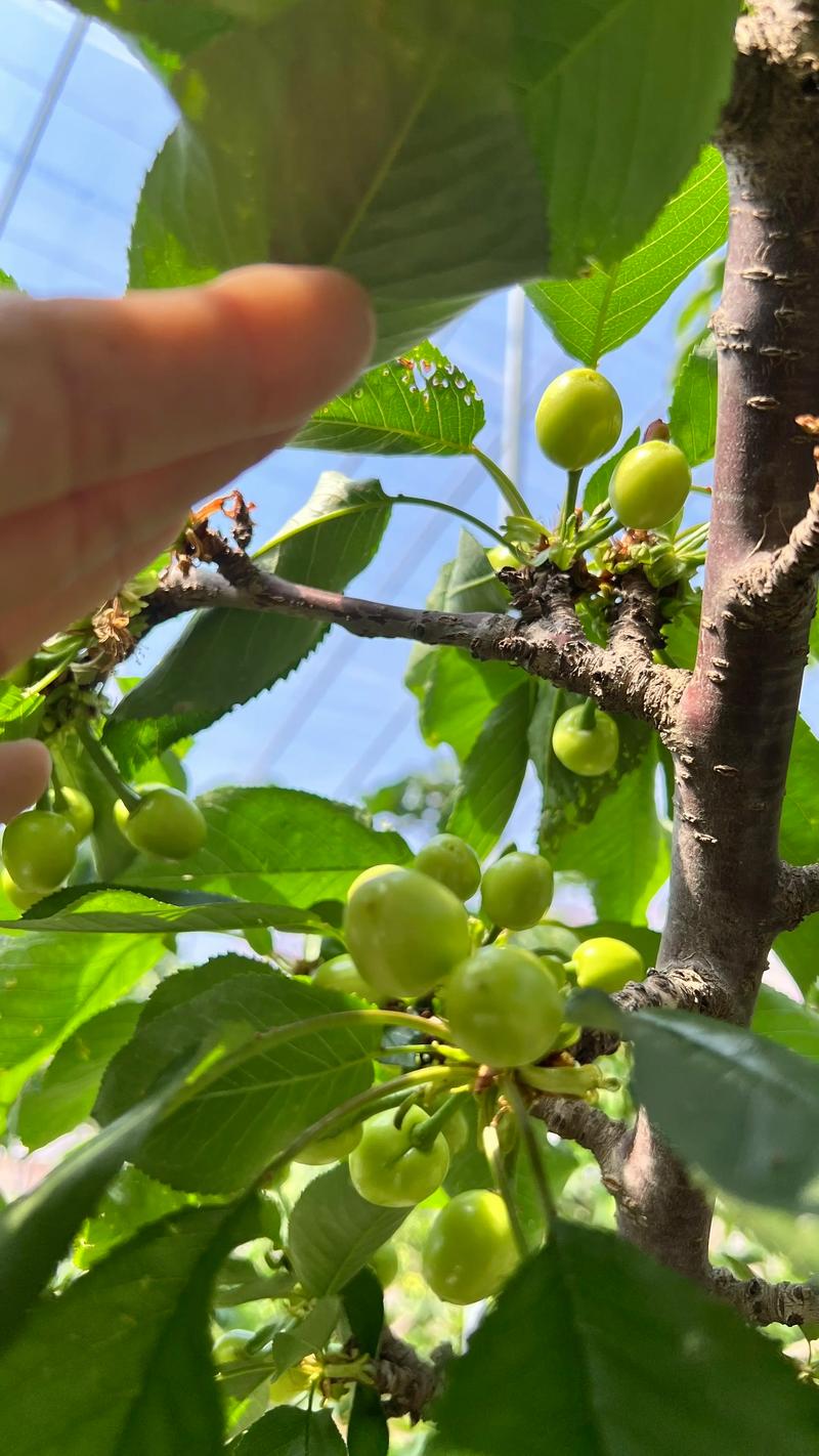 樱桃几年开花结果?嫁接苗与实生苗定植后结果年限详解 樱桃几年开花结果?嫁接苗与实生苗定植后结果年限详解