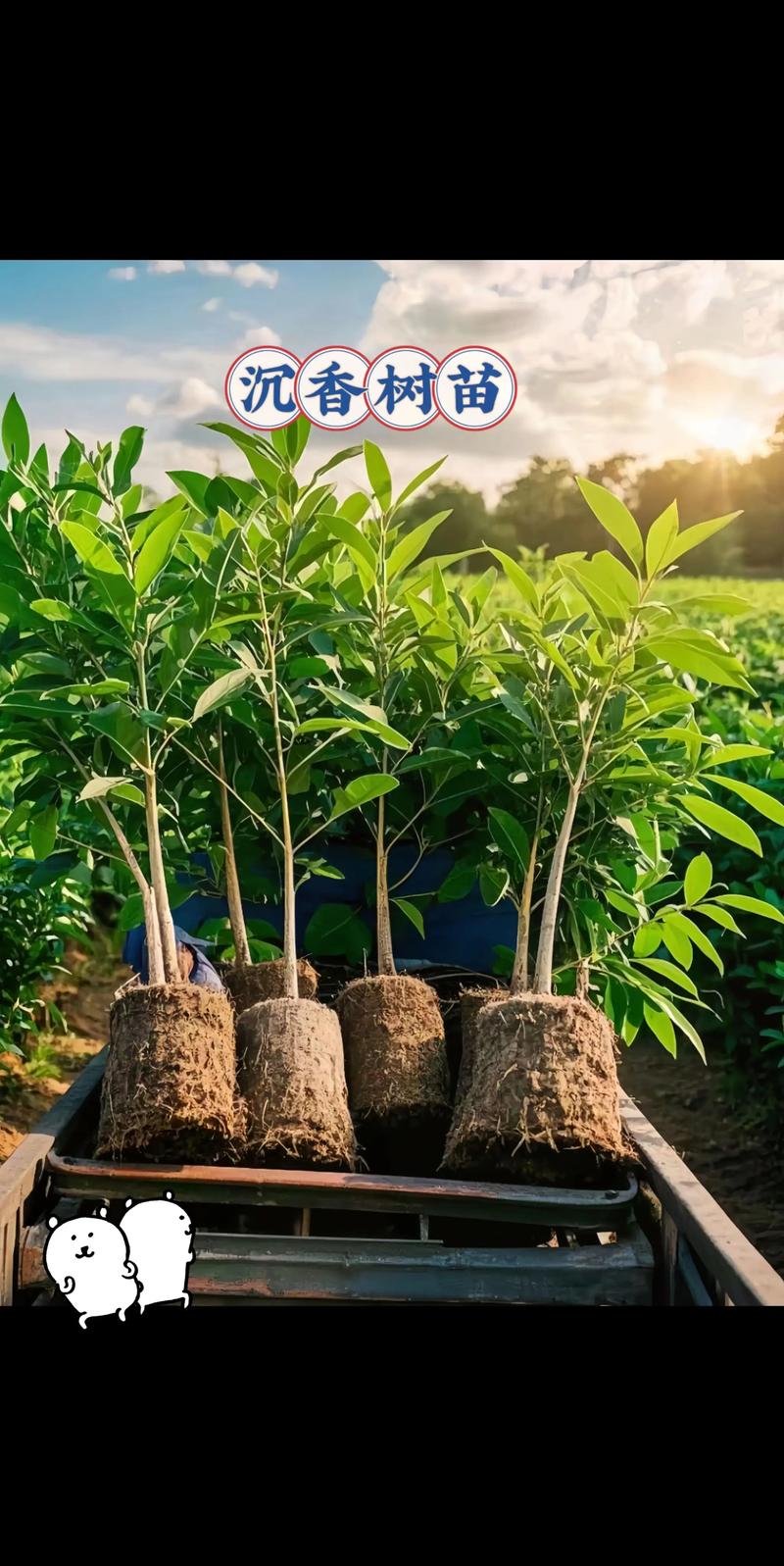 种奇楠沉香有前途吗?全面分析种植前景与风险 二、种植技术与门槛