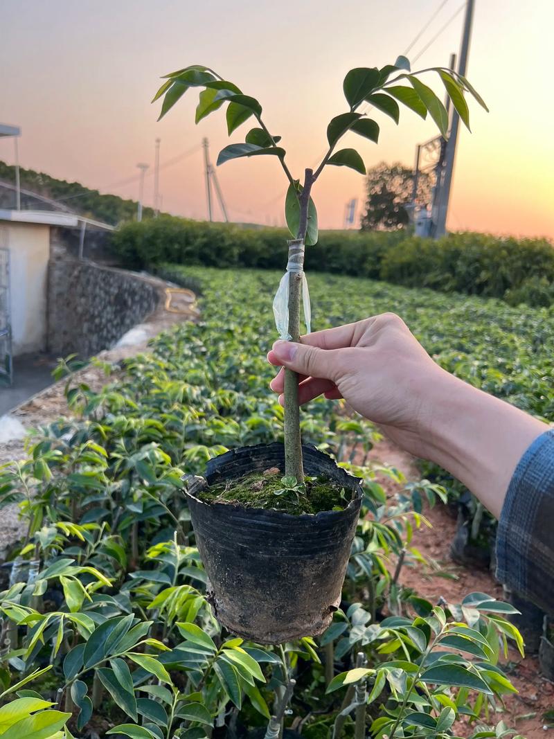 种奇楠沉香有前途吗?全面分析种植前景与风险 四、风险与挑战