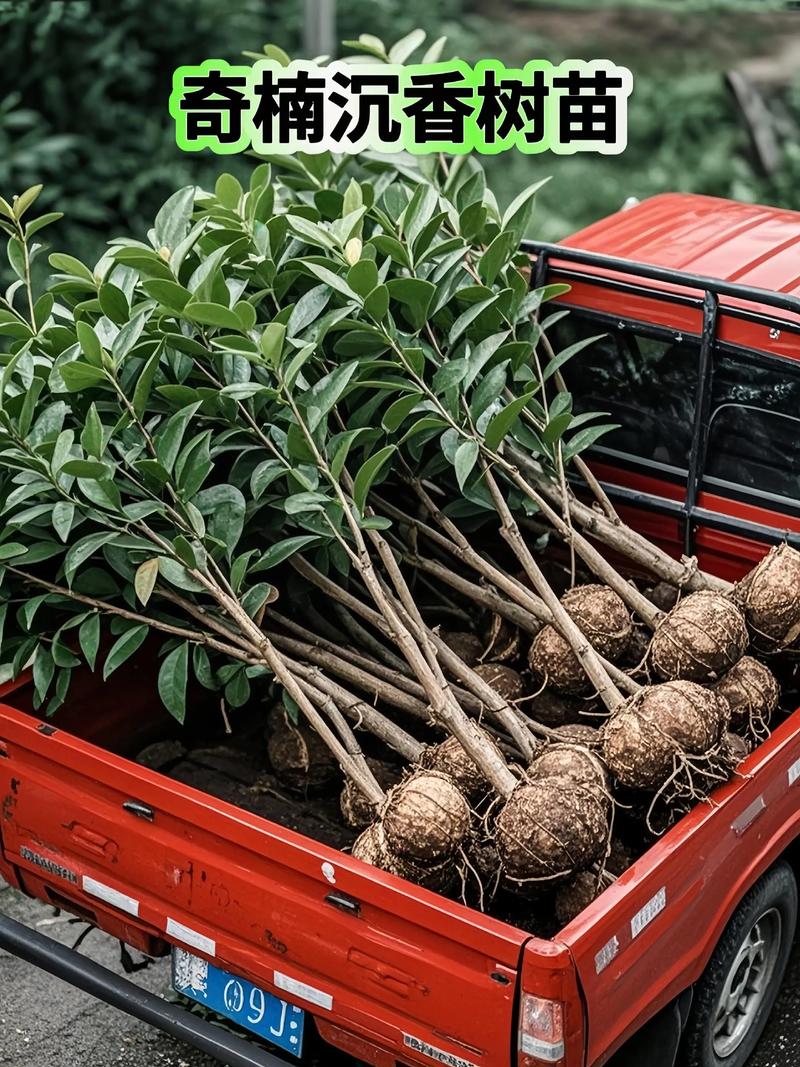 种奇楠沉香有前途吗?全面分析种植前景与风险 五、结论与建议
