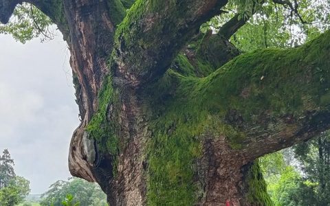 香樟树是阴气最重的植物吗？行道树与庭院种植全指南