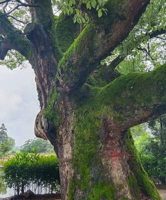 香樟树是阴气最重的植物吗？行道树与庭院种植全指南