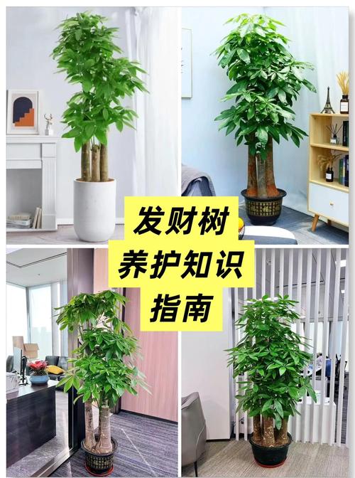 发财树应该怎么养殖?六个维度讲透家庭盆栽的日常养护细节 光照:明亮散射光最佳,避免强光直晒和长期阴暗