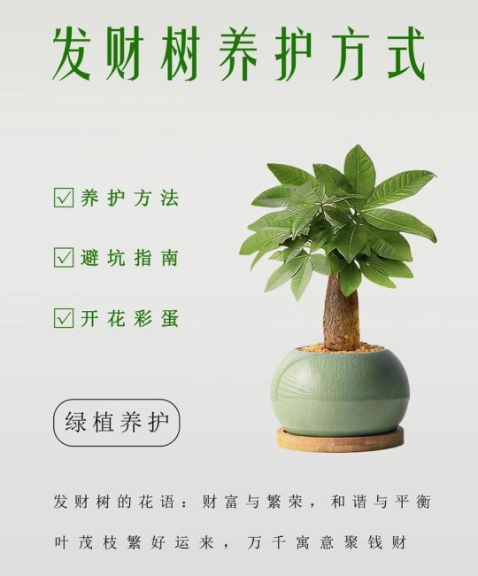 发财树应该怎么养殖？六个维度讲透家庭盆栽的日常养护细节