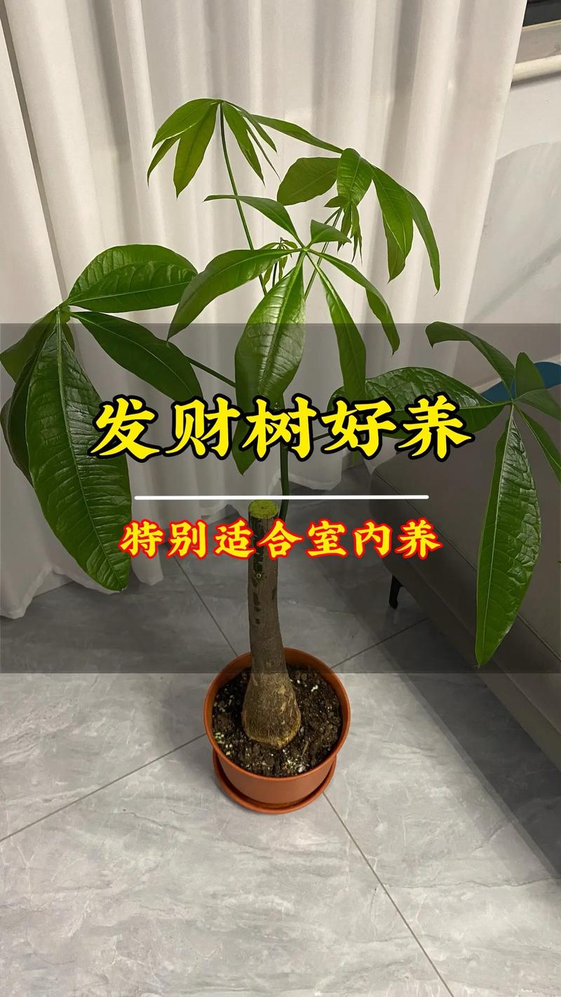 发财树应该怎么养殖?六个维度讲透家庭盆栽的日常养护细节 修剪:以塑形和去弱为主,修剪时间选在春夏季