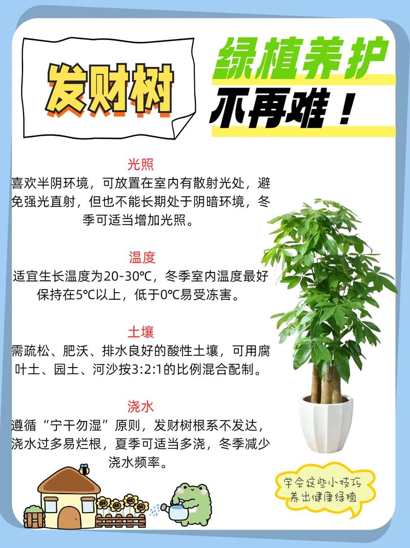 发财树应该怎么养殖?六个维度讲透家庭盆栽的日常养护细节 换盆:每2-3年换一次,不用年年折腾