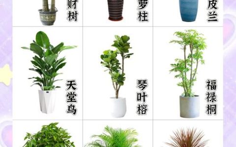客厅植物推荐：科学选绿植，打造清新健康家居空间