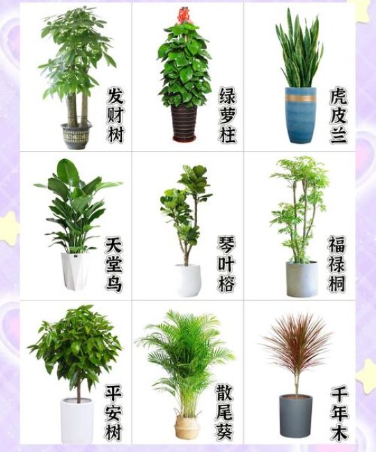 客厅植物推荐：科学选绿植，打造清新健康家居空间