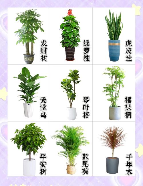 客厅植物推荐:科学选绿植,打造清新健康家居空间 推荐品种一:绿萝(Epipremnum aureum)