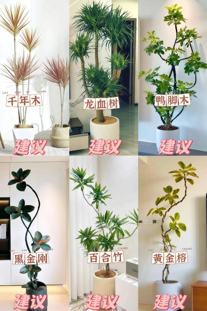 客厅植物推荐:科学选绿植,打造清新健康家居空间 推荐品种四:发财树(Pachira aquatica)