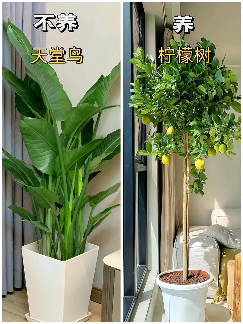 客厅植物推荐:科学选绿植,打造清新健康家居空间 推荐品种二:虎尾兰(Sansevieria trifasciata)