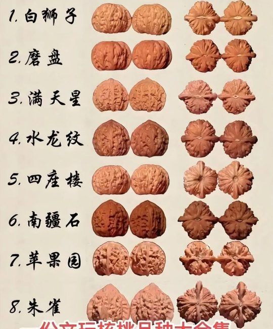 文玩核桃树和普通核桃树怎么区分？6大维度对比详解