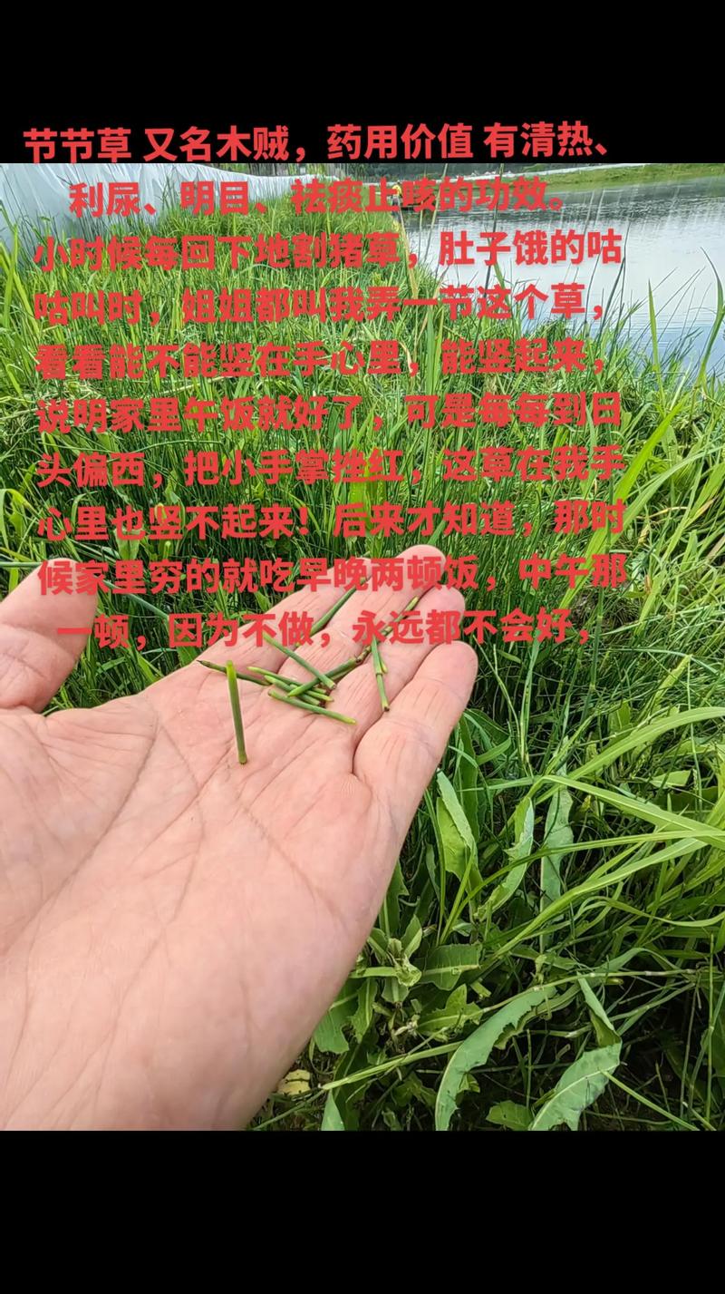 节节草有什么作用?了解它的食用、药用价值与安全风险 二、药用常识:传统记载中的用途