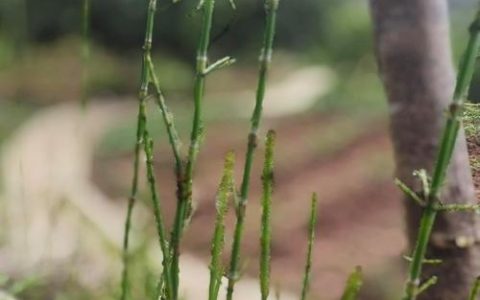 节节草有什么作用？了解它的食用、药用价值与安全风险