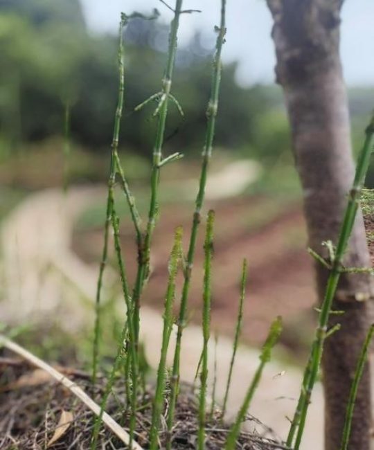 节节草有什么作用？了解它的食用、药用价值与安全风险