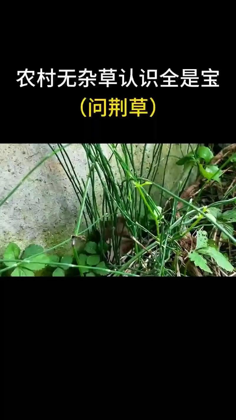 节节草有什么作用?了解它的食用、药用价值与安全风险 四、常见误区