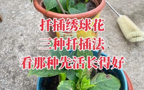 洋绣球花怎么扦插？从枝条选择到生根移栽的全流程技术指南