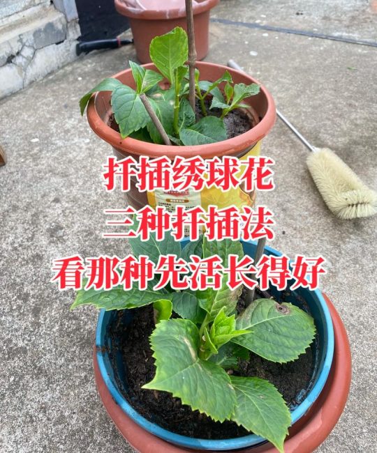 洋绣球花怎么扦插？从枝条选择到生根移栽的全流程技术指南
