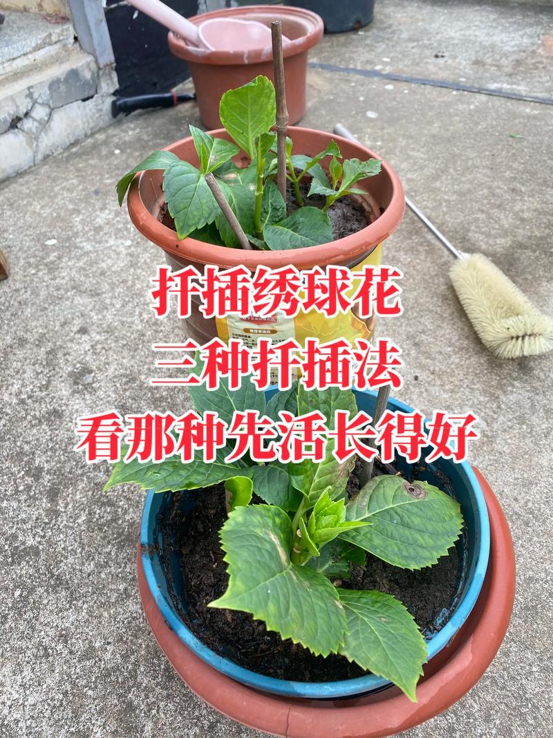 洋绣球花怎么扦插?从枝条选择到生根移栽的全流程技术指南 先给结论:洋绣球扦插的核心参数