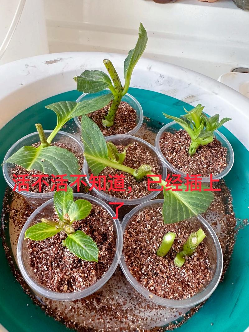 洋绣球花怎么扦插?从枝条选择到生根移栽的全流程技术指南 一、为什么洋绣球适合扦插?品种差异先弄清