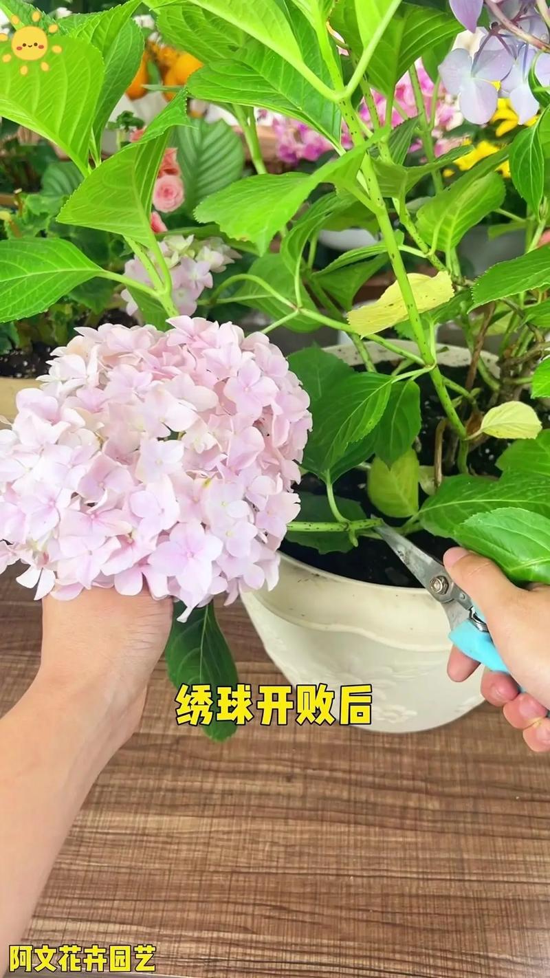 洋绣球花怎么扦插?从枝条选择到生根移栽的全流程技术指南 三、基质配制与消毒:这一步决定成败
