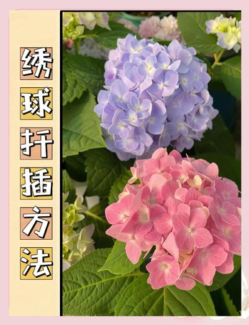 洋绣球花怎么扦插?从枝条选择到生根移栽的全流程技术指南 六、如何判断成活?何时移栽?