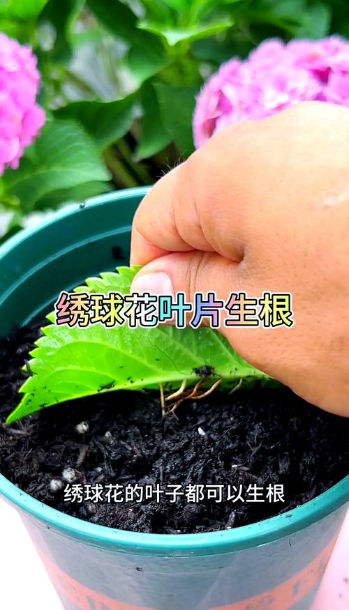 洋绣球花怎么扦插?从枝条选择到生根移栽的全流程技术指南 五、扦插后环境管理:三控法