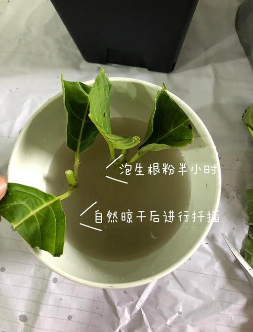 洋绣球花怎么扦插?从枝条选择到生根移栽的全流程技术指南 七、常见错误与纠正(新手必看)