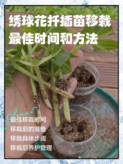 洋绣球花怎么扦插?从枝条选择到生根移栽的全流程技术指南 八、FAQ(与正文一致)