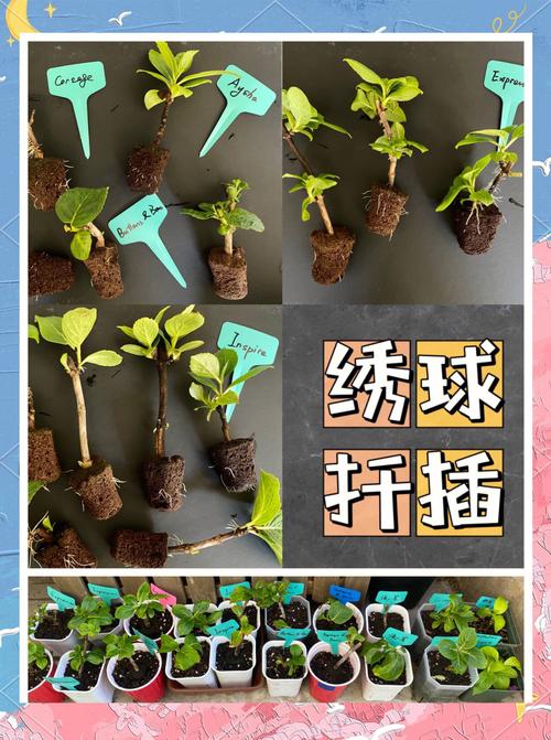 洋绣球花怎么扦插?从枝条选择到生根移栽的全流程技术指南 总结:三个核心动作