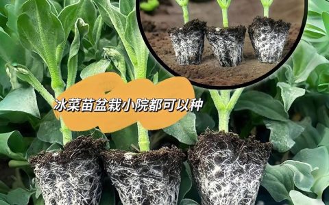 冰草种子多少一斤？价格行情与种植全攻略