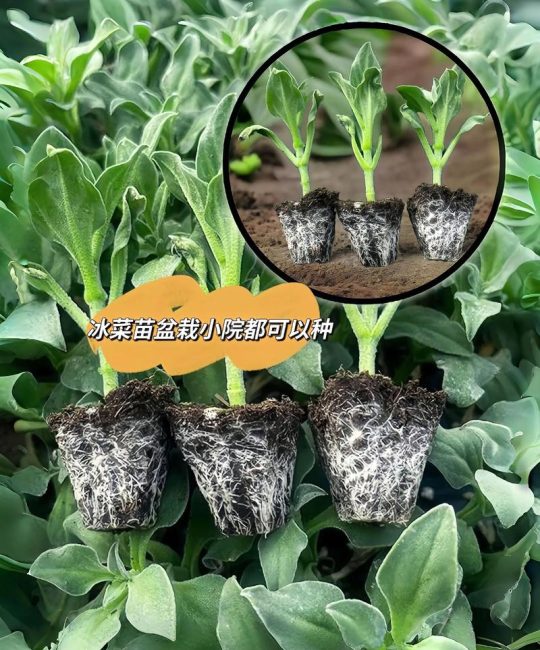 冰草种子多少一斤？价格行情与种植全攻略