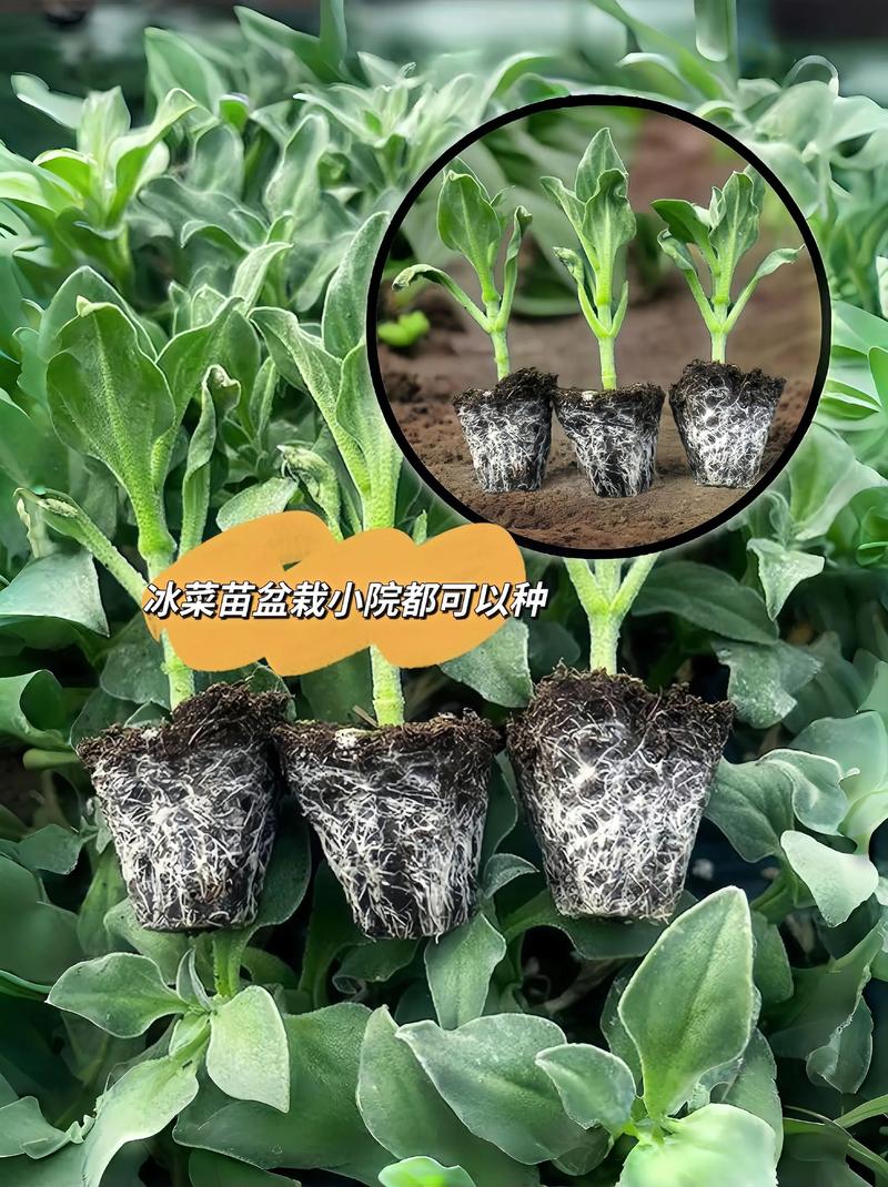 冰草种子多少一斤?价格行情与种植全攻略 一、冰草种子的一般价格